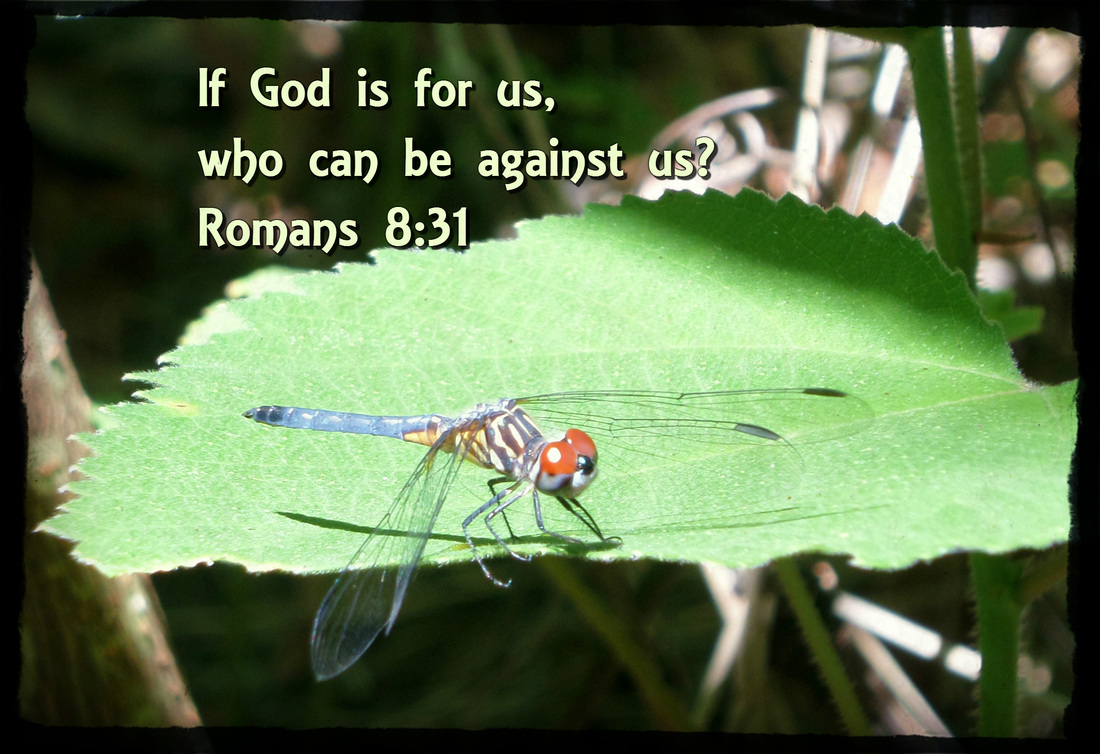 What then shall we say to these things? If God is for us, who can be against us? Romans 8:31 On photo of Dragonfly in the Sun
